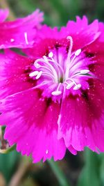 Close-up of water lily blooming outdoors