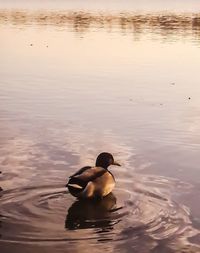 Ducks swimming in lake