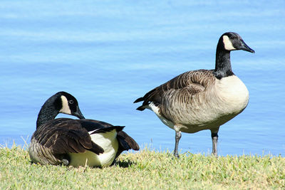 High angle view of geese on lake