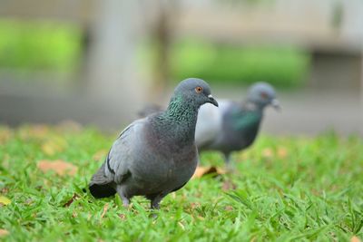 Close-up of pigeon perching on a field