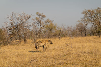 Lioness running on field