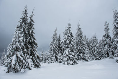 Trees on snow against sky
