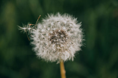 Close-up of dandelion flower