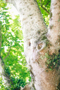 Close-up of lizard on tree trunk in forest