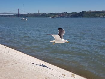Seagull flying over sea