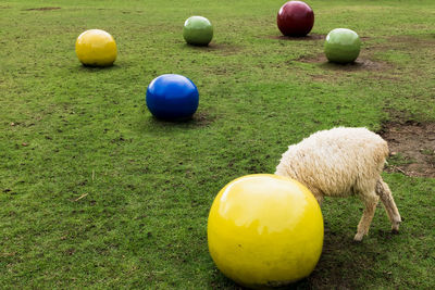 High angle view of ball on field