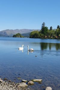 Birds in lake against clear sky