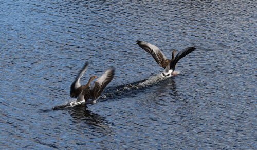 Seagulls flying over lake