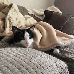 Portrait of cat resting on bed