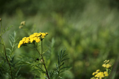Close-up of yellow flowering plant on field
