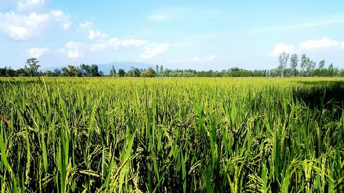 Scenic view of agricultural field against sky