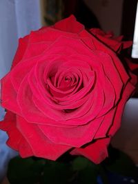 Close-up of pink rose