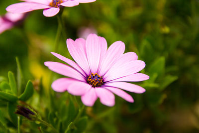 Close-up of insect pollinating flower