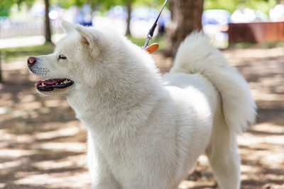 Close-up of dog