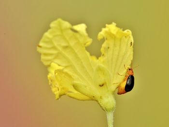 Close-up of insect pollinating on yellow flower