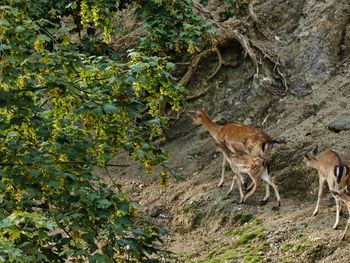 View of a tree in a field