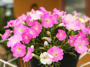 Close-up of pink flowers blooming outdoors