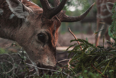 Close-up of deer