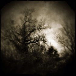 Low angle view of trees against cloudy sky