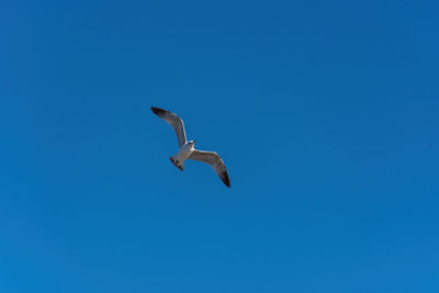 Seagull flying free on the blue sky during sunny spting day