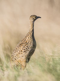 Close-up of bird perching on field