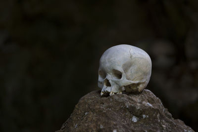 Close-up of human skull over rock