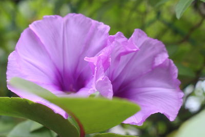 Close-up of pink flowering plant