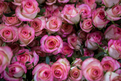 High angle view of pink roses