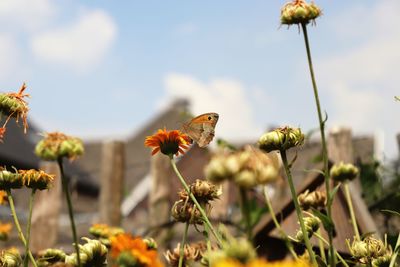 Close-up of butterfly pollinating on flower