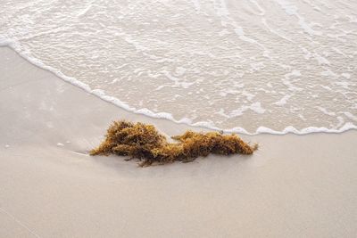 High angle view of dead plant on sand