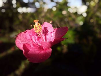 Close-up of pink flower blooming outdoors