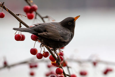 Close-up of bird perching on red berries