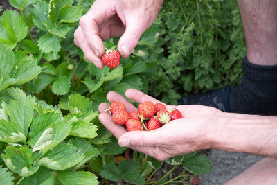 Man picks strawberries in his palm, a summer harvest of berries, fruit picking,