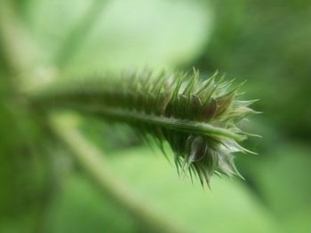 Close-up of plant