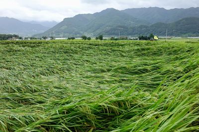 Scenic view of field against sky