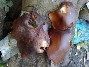 High angle view of a mushrooms