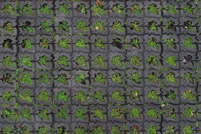 Top down view of an interlocking pavement with plants growing in between them