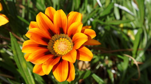 Close-up of yellow flower