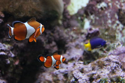 Clown fish in water