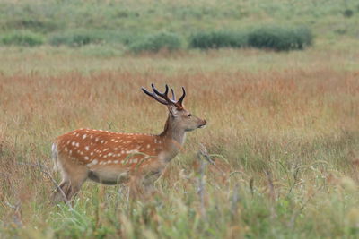 Deer standing on field