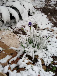 Snow on field during winter