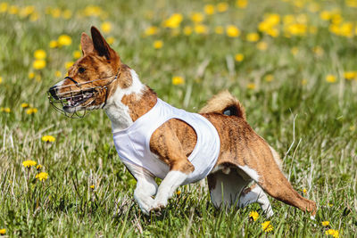 Basenji dog running in white jacket on coursing field at competition in summer