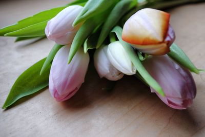 Close-up of tulips on table