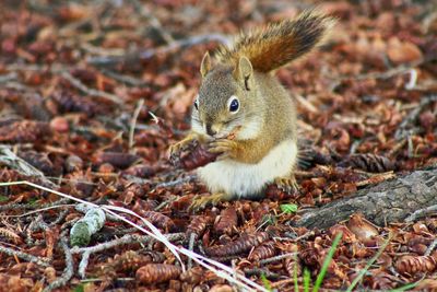 Squirrel on a field