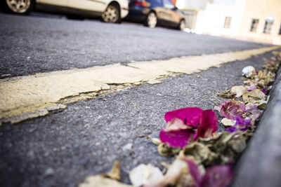 Pink flower on road