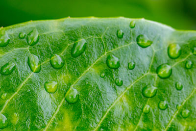 Close-up of dew drops on leaf