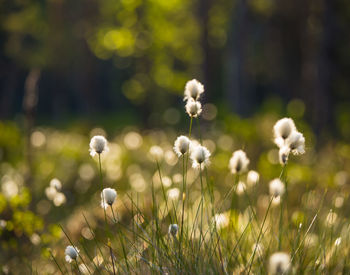 Beautiful white, fluffy cotton-grass heads in warm sunlight. wildflowers in the forest.