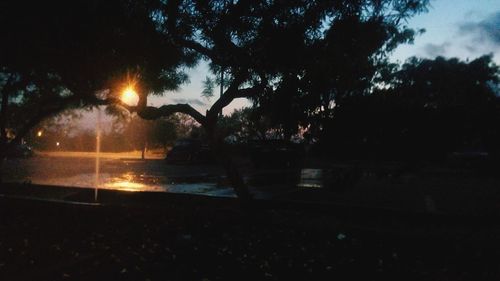 Sun shining through trees