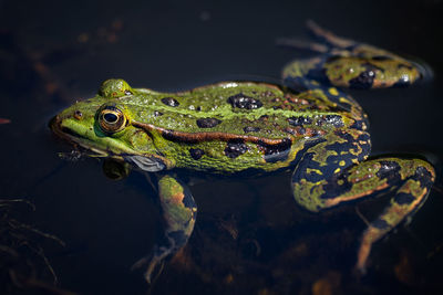 High angle view of frog in pond