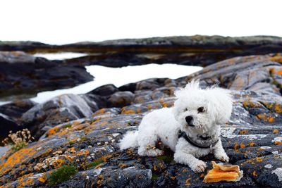 This bichon frise enjoys a typical norwegian fare of dried cod 